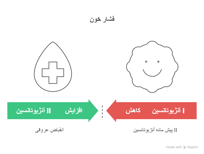اجزای سیستم رنین آنژیوتانسین و عملکرد هر کدام